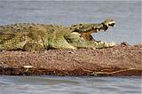 Ethiopia - Lago Chamo - Coccodrilli - 11